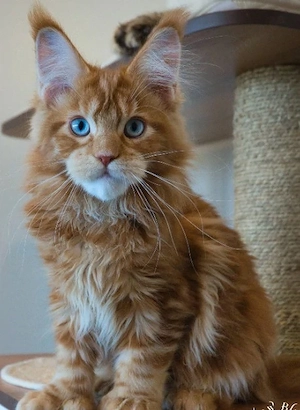 Lebhafte reinrassige Maine-Coon-Kätzchen