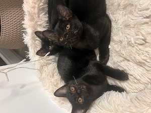 Burma Katzenbabys 
