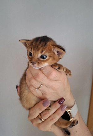 Entzückende Abessinier Kitten