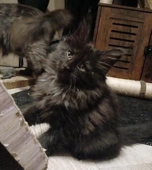 Noch 2 xxl maine coon kitten weibchen abholbereit 