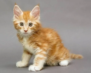 Entwurmte männliche Maine-Coon-Kätzchen