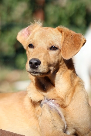 Pinscher Mix Hündin 5kg 6Mon 35cm BUNDESWEIT ausreisebereit 