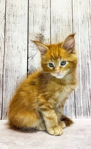 Ausgebildete Maine-Coon-Kätzchen (männlich und weiblich)