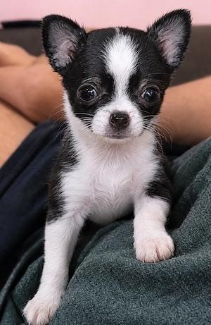 Dringend: Wunderschönes Chihuahua-Mädchen (12 Wochen) sucht Herzensmenschen