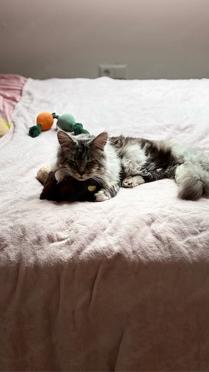 maine coon kater odin sucht zuhause