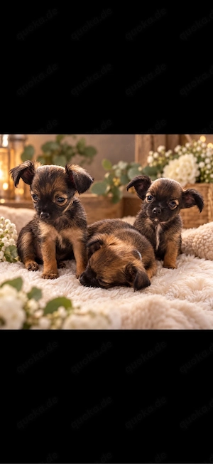 Chihuahua-Welpen