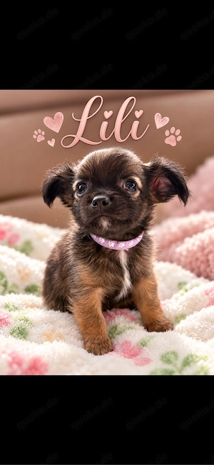 Chihuahua-Welpen Langhaar mädchen
