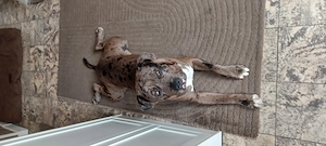 American Bully Bulldog XL jung rüde
