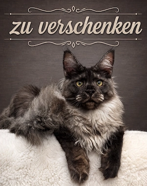 Maine coon kätzchen in gute hände