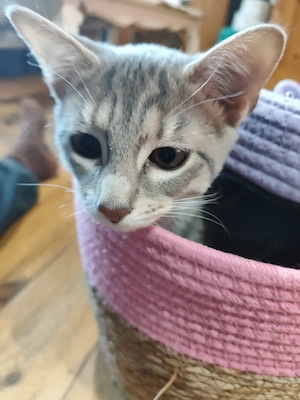 3 Buben Bengal Ragdoll Kitten abgabebereit Kuschelgarantie 