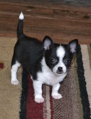 Dringliche Vermittlung: Süßes Chihuahua-Mädchen (12 Wochen) in liebevolle Hände