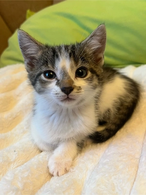 Katzen Baby Kater weiß getigert Kätzchen sucht liebevolles zu Hause