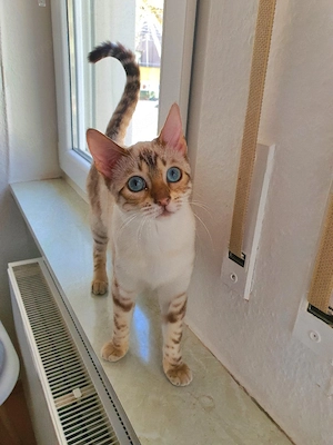   Wunderschöne Snow Bengal-Dame Inci sucht ein liebevolles Zuhause  