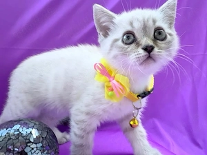 BKH Kitten - Nur noch 3! Reinrassig & einfach charmant und jetzt bereit zum Umziehen!