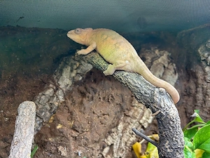 1.1 Furcifer Pardalis