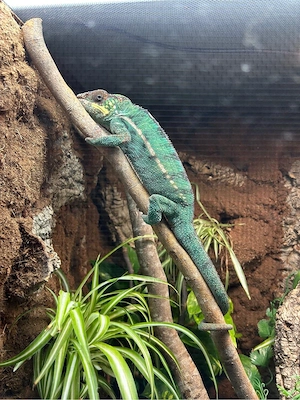 1.1 Furcifer Pardalis