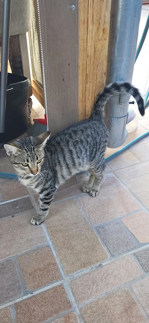 Tigerchen Tobi sucht sein Körbchen
