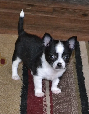 Lebensplatz gesucht: Herzensgutes Chihuahua-Mädchen (12 Wochen) abzugeben