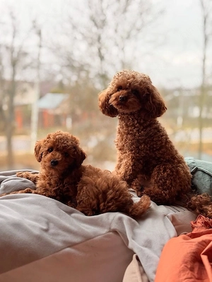 toy pudel weibchen toy pudel zwergpudel pomeranian havapoo malteser 