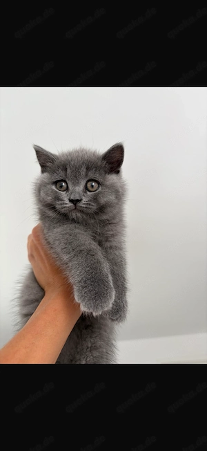 Britisch Kurzhaar Kitten 