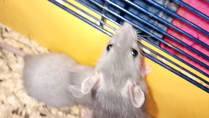 4 süße Rattenbabys suchen noch ein Zuhause 