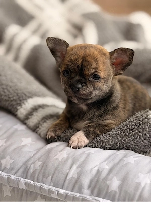 Reinrassige Chihuahua Welpen abzugeben