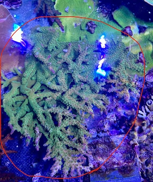 Acropora Mango Garden XXL - Meerwasser Koralle