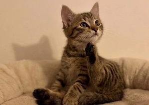 Bezauberndes getigertes Katzenmädchen (12 Wochen) sucht ruhiges Zuhause 