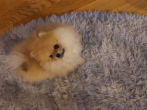 Hund zuver kaufen 