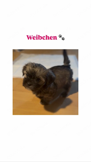 Liebevolle Familien für unsere 3 kleinen Welpen gesucht 
