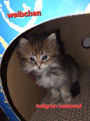 Maicoon  kitten  [ REINRASSIG ]