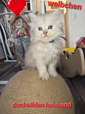 mainecoon kitten