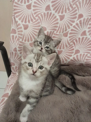 BKH Baby Katzen MIX zu verkaufen  Bild 8