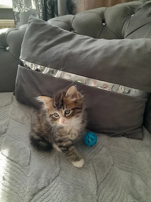 BKH Baby Katzen MIX zu verkaufen  Bild 7