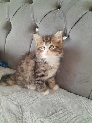 BKH Baby Katzen MIX zu verkaufen  Bild 10