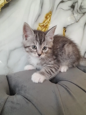 BKH Baby Katzen MIX zu verkaufen  Bild 6