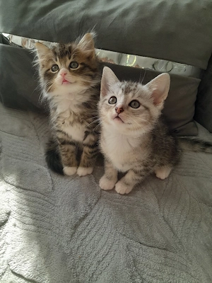 BKH Baby Katzen MIX zu verkaufen  Bild 9