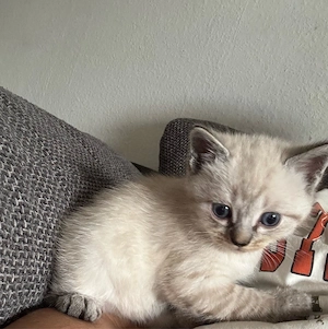 baby kater