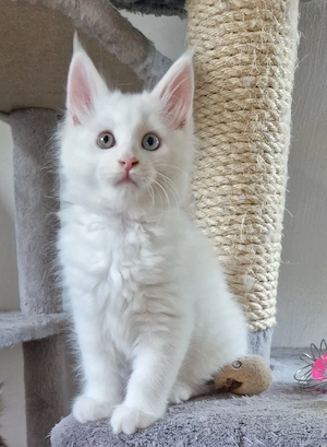 Maine Coon XXL Reinrassige Weiß 