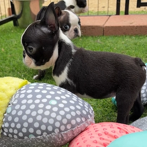 Boston-Terrier-Welpen