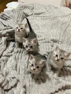 baby katzen 