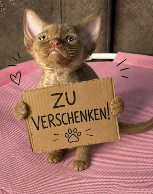 Devon rex kätzchen