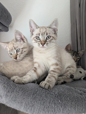 Bengal Mix kitten - absofort auszugsbereit - sehr kuschelig, verspielt und Kletterbegeistert