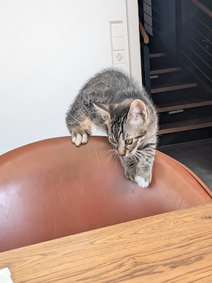 verspielte Bengal-Mix Katerchen (geb. 13.07.2026) suchen ihr Traumzuhause