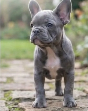 Französische Bulldogge Jung Mädchen 