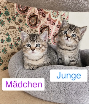 britisch kurzhaar bkh mädchen getigert 