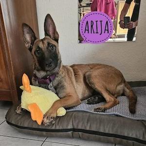 Arija, bildhübsche junge Malinois Hündin, bereits auf PS in Deutschland