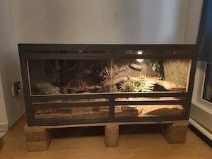 4 Leopardengeckos mit Terrarium und Zubehör zu verkaufen 