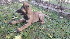 Grauer deutcher Langhaarschäferhundwelpen