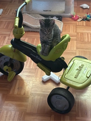 Zwei Kater zum abgeben (Brüder)